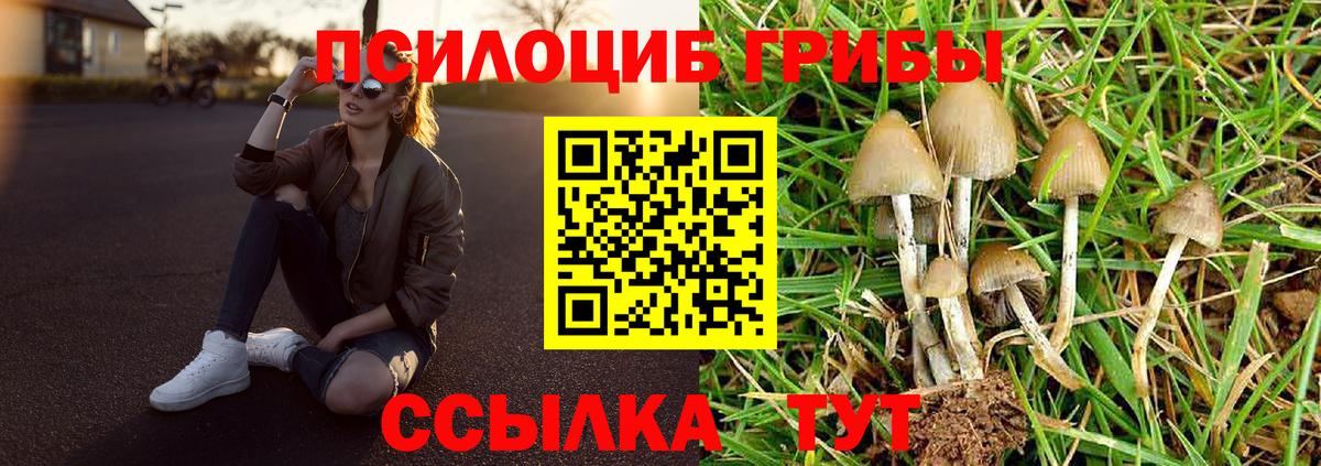 Сунжа  Галлюциногенные грибы Cubensis  Вход с VPN 
